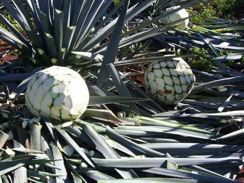 Leftover vegetal matter at don julio Leftover vegetal matter at don julio